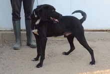 FORTUNELLO, Hund, Pointer-Beagle-Mix in Gelsenkirchen - Bild 71
