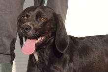 FORTUNELLO, Hund, Pointer-Beagle-Mix in Gelsenkirchen - Bild 72