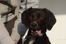FORTUNELLO, Hund, Pointer-Beagle-Mix in Gelsenkirchen - Bild 73