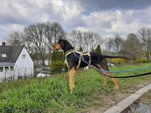 GOLFO, Hund, Mischlingshund in Düsseldorf - Bild 2