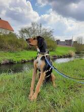 GOLFO, Hund, Mischlingshund in Düsseldorf - Bild 3