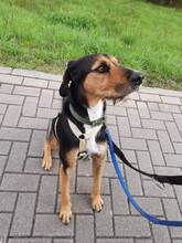 GOLFO, Hund, Mischlingshund in Düsseldorf - Bild 5