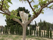 MARIA, Katze, Europäisch Kurzhaar in Spanien - Bild 1