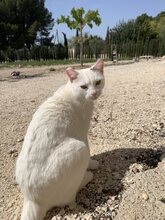 MARIA, Katze, Europäisch Kurzhaar in Spanien - Bild 10