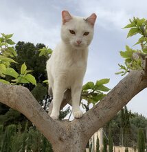 MARIA, Katze, Europäisch Kurzhaar in Spanien - Bild 5