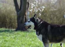 ZHAR, Hund, Siberian Husky in Haigerloch - Bild 3