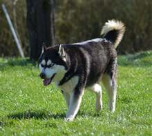 ZHAR, Hund, Siberian Husky in Haigerloch - Bild 4