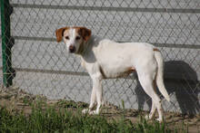 SANSA, Hund, Mischlingshund in Spanien - Bild 1