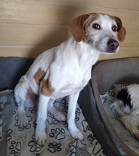 SANSA, Hund, Mischlingshund in Spanien - Bild 4