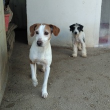SANSA, Hund, Mischlingshund in Spanien - Bild 5