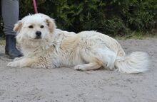 RALPHI, Hund, Mischlingshund in Ungarn - Bild 1