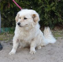 RALPHI, Hund, Mischlingshund in Ungarn - Bild 2