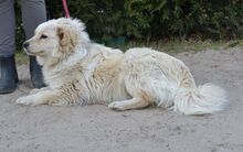 RALPHI, Hund, Mischlingshund in Ungarn - Bild 6