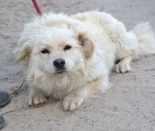 RALPHI, Hund, Mischlingshund in Ungarn - Bild 7