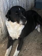 CAESAR, Hund, Mischlingshund in Odenthal - Bild 9
