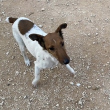 CSIPESZ, Hund, Foxterrier in Ungarn - Bild 8