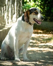 ANDRE, Hund, Mischlingshund in Griechenland - Bild 13