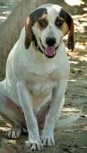 ANDRE, Hund, Mischlingshund in Griechenland - Bild 14