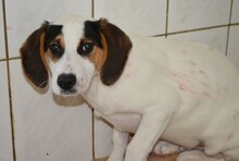 ANDRE, Hund, Mischlingshund in Griechenland - Bild 17