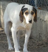 ANDRE, Hund, Mischlingshund in Griechenland - Bild 2
