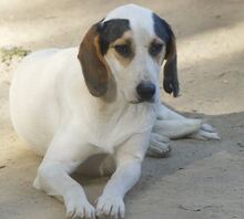 ANDRE, Hund, Mischlingshund in Griechenland - Bild 3