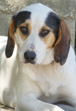 ANDRE, Hund, Mischlingshund in Griechenland - Bild 5