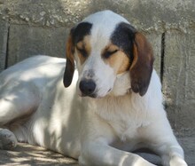 ANDRE, Hund, Mischlingshund in Griechenland - Bild 6