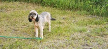 MARCIPA, Hund, Hirtenhund-Mix in Ungarn - Bild 5