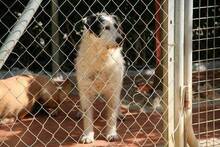 ADIDAS, Hund, Terrier-Mix in Spanien - Bild 2