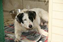ADIDAS, Hund, Terrier-Mix in Spanien - Bild 4