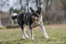 MILLIE, Hund, Mischlingshund in Mönchengladbach - Bild 2