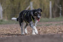 MILLIE, Hund, Mischlingshund in Mönchengladbach - Bild 5