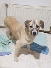 LUCIE, Hund, Mischlingshund in Rumänien - Bild 1