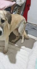 LUCIE, Hund, Mischlingshund in Rumänien - Bild 2