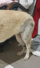 LUCIE, Hund, Mischlingshund in Rumänien - Bild 3