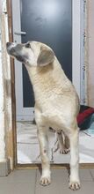 LUCIE, Hund, Mischlingshund in Rumänien - Bild 5