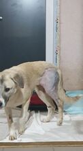 LUCIE, Hund, Mischlingshund in Rumänien - Bild 6