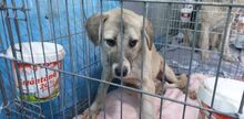 LUCIE, Hund, Mischlingshund in Rumänien - Bild 7