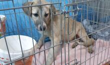 LUCIE, Hund, Mischlingshund in Rumänien - Bild 8