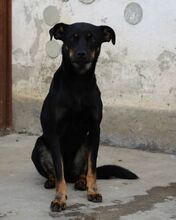 PRETA, Hund, Mischlingshund in Rumänien - Bild 1