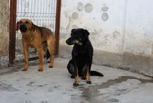 PRETA, Hund, Mischlingshund in Rumänien - Bild 2
