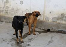 PRETA, Hund, Mischlingshund in Rumänien - Bild 3