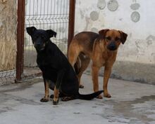 PRETA, Hund, Mischlingshund in Rumänien - Bild 4