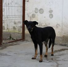 PRETA, Hund, Mischlingshund in Rumänien - Bild 5
