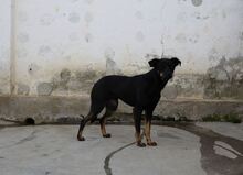 PRETA, Hund, Mischlingshund in Rumänien - Bild 6