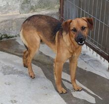 PUEBLO, Hund, Mischlingshund in Rumänien - Bild 1