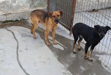 PUEBLO, Hund, Mischlingshund in Rumänien - Bild 2