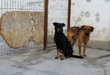 PUEBLO, Hund, Mischlingshund in Rumänien - Bild 3