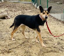 SIERRA, Hund, Mischlingshund in Polen - Bild 1