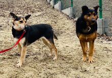 SIERRA, Hund, Mischlingshund in Polen - Bild 3